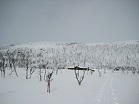 Tsuomasvarri