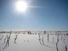 Maisema